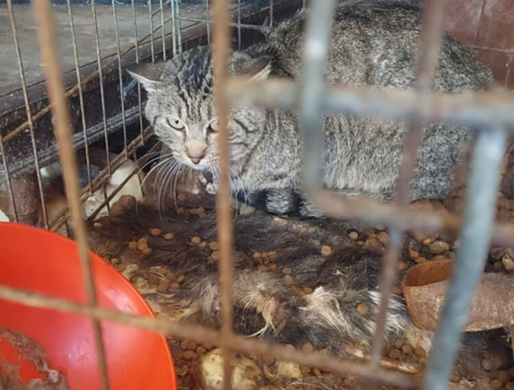 Animali in pessime condizioni igienico-sanitarie a Santa Croce Camerina, scatta denuncia