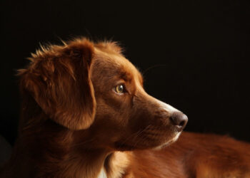 Ragusa, in arrivo fondi regionali per la popolazione canina