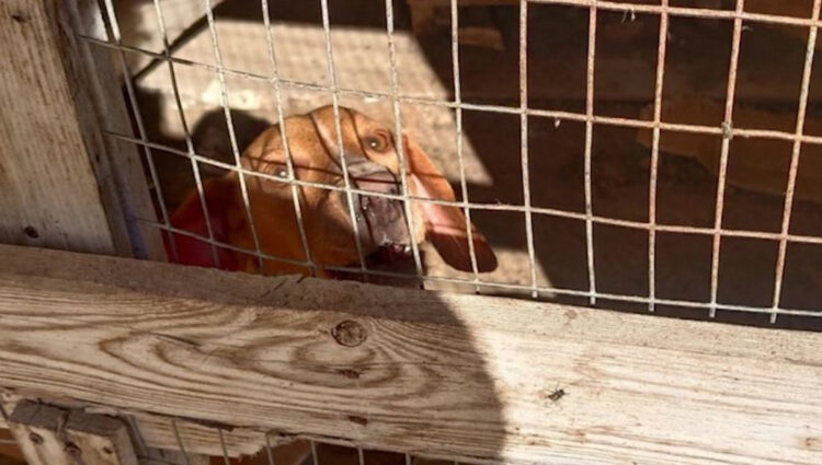 Gatti e cani ingabbiati, la denunciata non è volontaria Oipa, come afferma il sindaco di Santa Croce Camerina