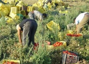 Sfruttamento del lavoro e caporalato a Caltanissetta: indagate 16 persone
