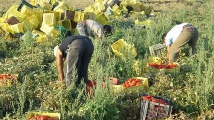 Sfruttamento del lavoro e caporalato a Caltanissetta: indagate 16 persone