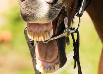 Roma, cavallo morde una donna al braccio