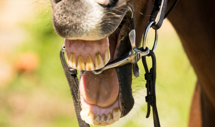 Roma, cavallo morde una donna al braccio