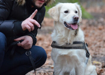 La corretta gestione del cane a Modica: corso gratuito e rilascio patentino