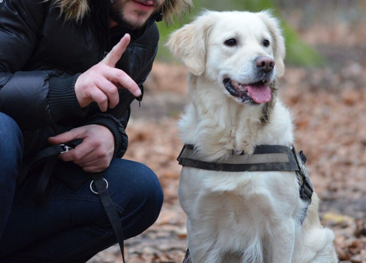 La corretta gestione del cane a Modica: corso gratuito e rilascio patentino