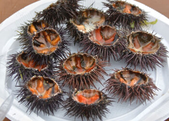 I ricci a rischio estinzione in Sicilia