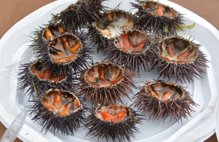 I ricci a rischio estinzione in Sicilia