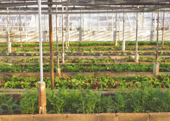 Ragusa, sfruttamento del lavoro: denunciato titolare azienda agricola