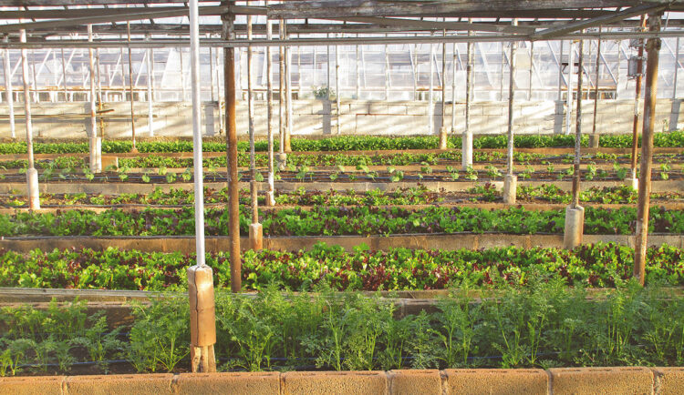 Ragusa, sfruttamento del lavoro: denunciato titolare azienda agricola