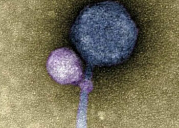 Scoperto il virus vampiro: si attacca al collo