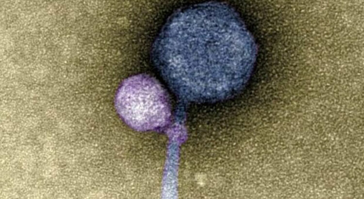 Scoperto il virus vampiro: si attacca al collo