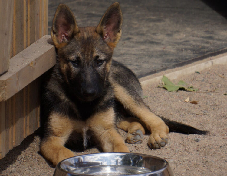 Colazione al Canile: Porte Aperte al Rifugio Sanitario di Ragusa