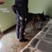 Controlli antidroga a Ispica e Pozzallo
