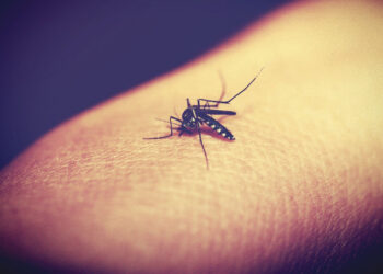 Epidemia Dengue, emergenza sanitaria in Argentina: i casi in Italia