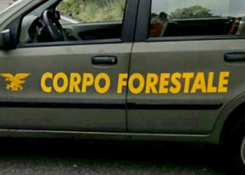 Concorso Forestale in Sicilia, 250 posti con diploma: aperto iter per nuovo bando