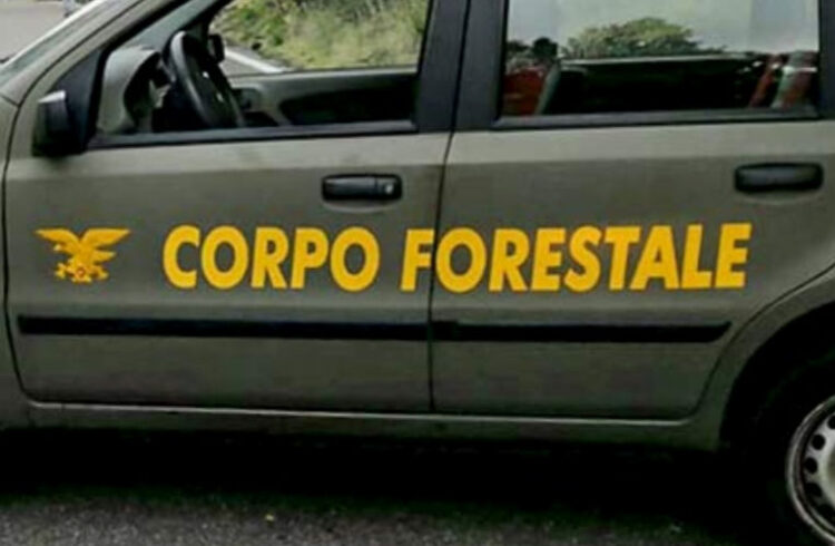 Concorso Forestale in Sicilia, 250 posti con diploma: aperto iter per nuovo bando