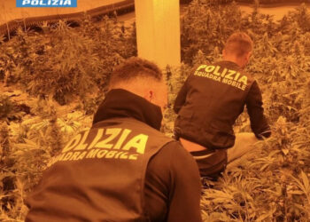 Niscemi, sequestrati 140 kg di marijuana: 1100 piante coltivate in una serra indor
