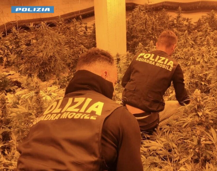 Niscemi, sequestrati 140 kg di marijuana: 1100 piante coltivate in una serra indor