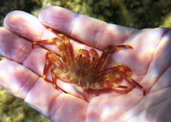 WWF Sicilia: granchio alieno nel Mediterraneo