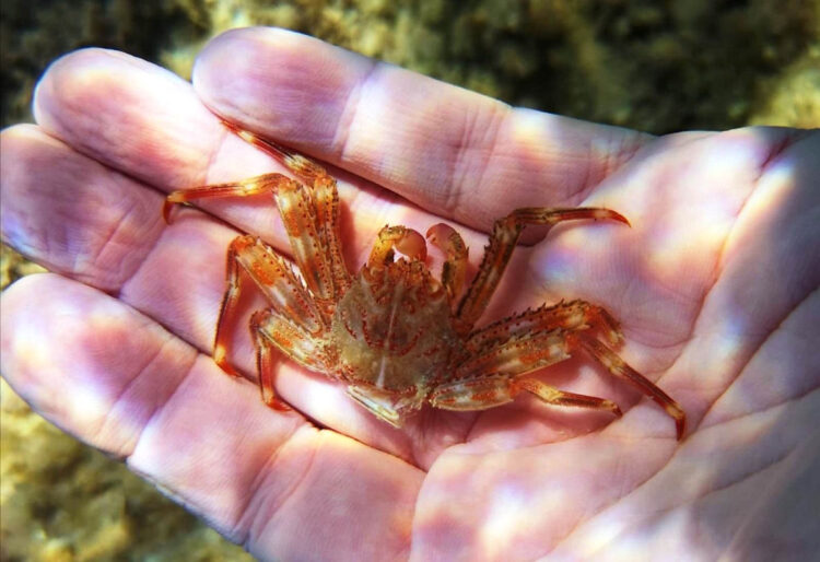 WWF Sicilia: granchio alieno nel Mediterraneo