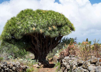 Il “Sangue di Drago”: uno straordinario alleato per la salute