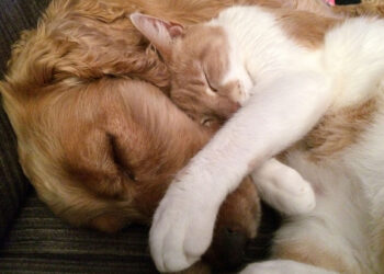Ancora violenza sugli animali, gatto con la testa schiacciata e cane avvelenato