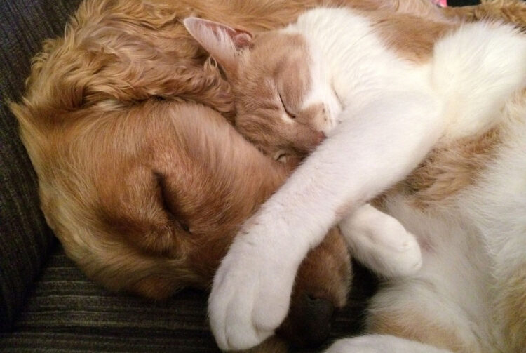 Ancora violenza sugli animali, gatto con la testa schiacciata e cane avvelenato