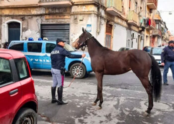 Cavalli dopati a Catania affidati a una struttura del Ragusano