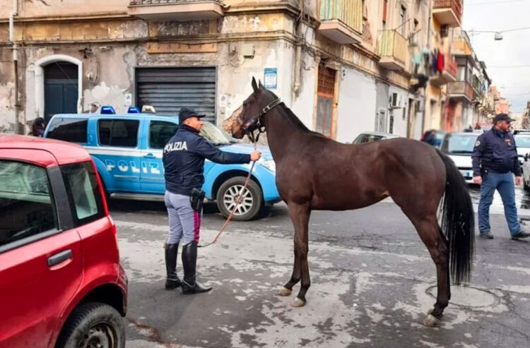 Cavalli dopati a Catania affidati a una struttura del Ragusano
