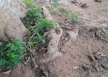 Rimozione alberi nel centro storico di Comiso: sindaco e assessore spiegano il perchè