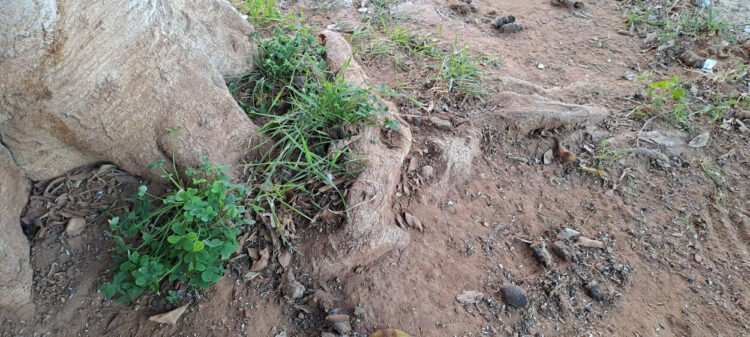 Rimozione alberi nel centro storico di Comiso: sindaco e assessore spiegano il perchè