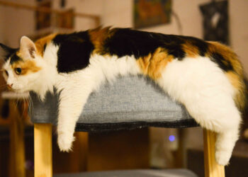 Mantenere cane e gatto in forma dopo le feste: 10 consigli utili