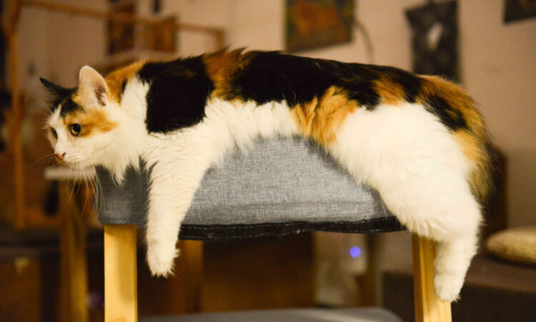 Mantenere cane e gatto in forma dopo le feste: 10 consigli utili