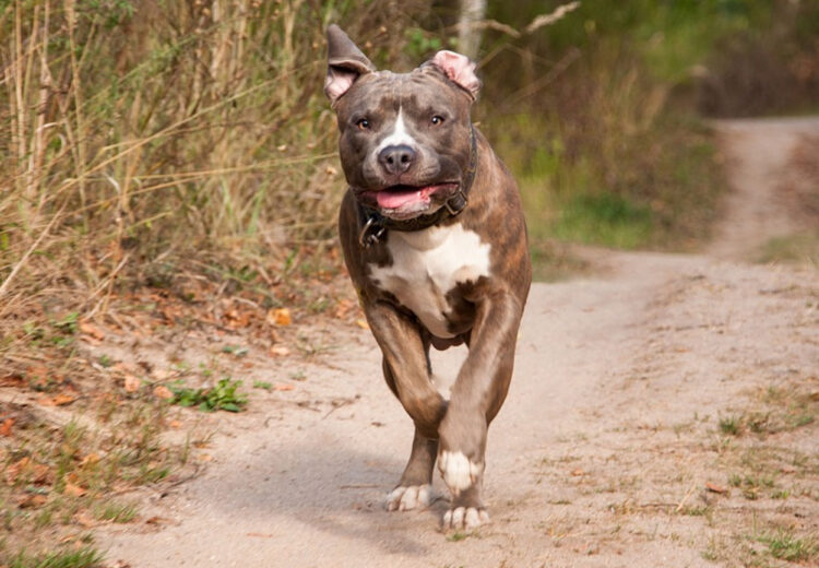 Tragedia sfiorata a Pachino, coppia aggredita da un pitbull