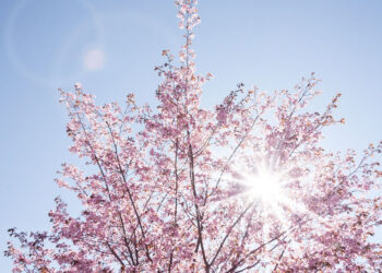 Meteo Sicilia, bel tempo: anticipo di primavera