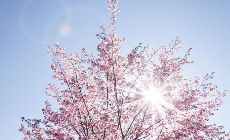 Meteo Sicilia, bel tempo: anticipo di primavera