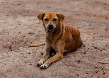 Modica: interrogazione su randagismo