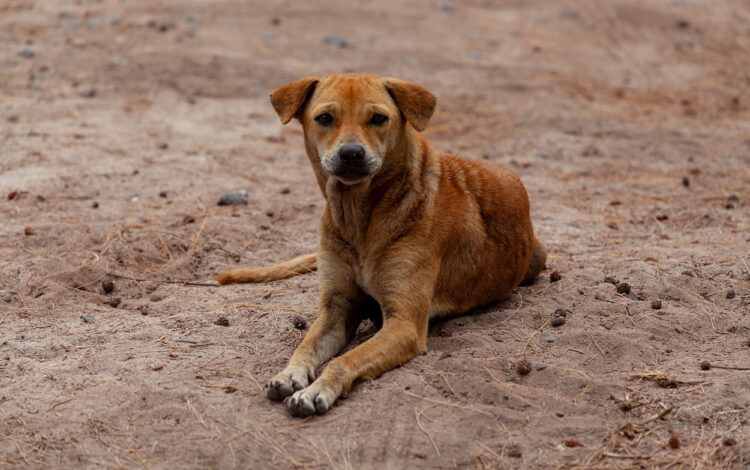 Modica: interrogazione su randagismo