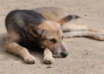 Randagismo, Lav Ragusa sostiene la proposta di modifica del riparto dei fondi regionali 