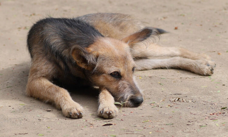 Randagismo, Lav Ragusa sostiene la proposta di modifica del riparto dei fondi regionali