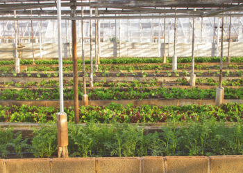 Sfruttamento del lavoro a Vittoria, denunciati 2 imprenditori agricoli