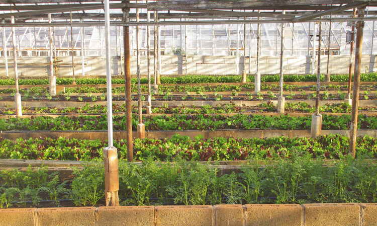 Sfruttamento del lavoro a Vittoria, denunciati 2 imprenditori agricoli