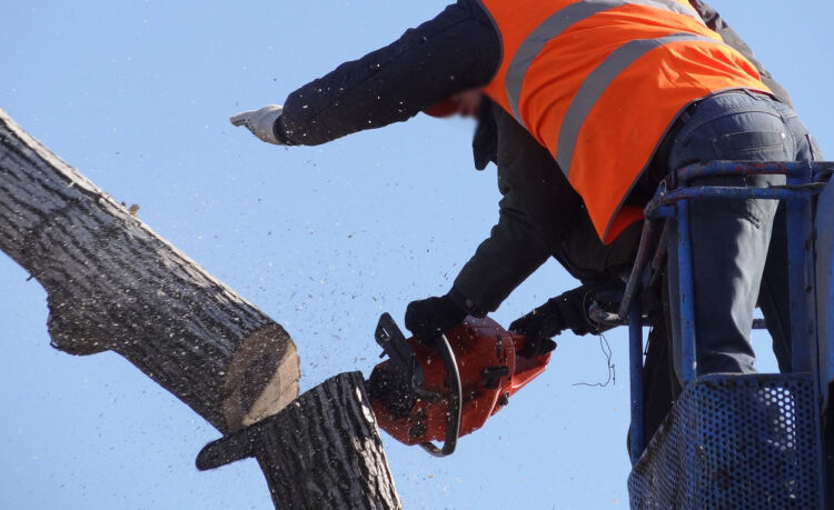 Legambiente Scicli “Kiafura”, appello per una gestione del patrimonio verde urbano