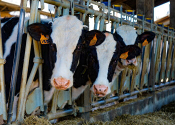 Regione Siciliana: PIF per zootecnia e agroalimentare per risollevare i comparti