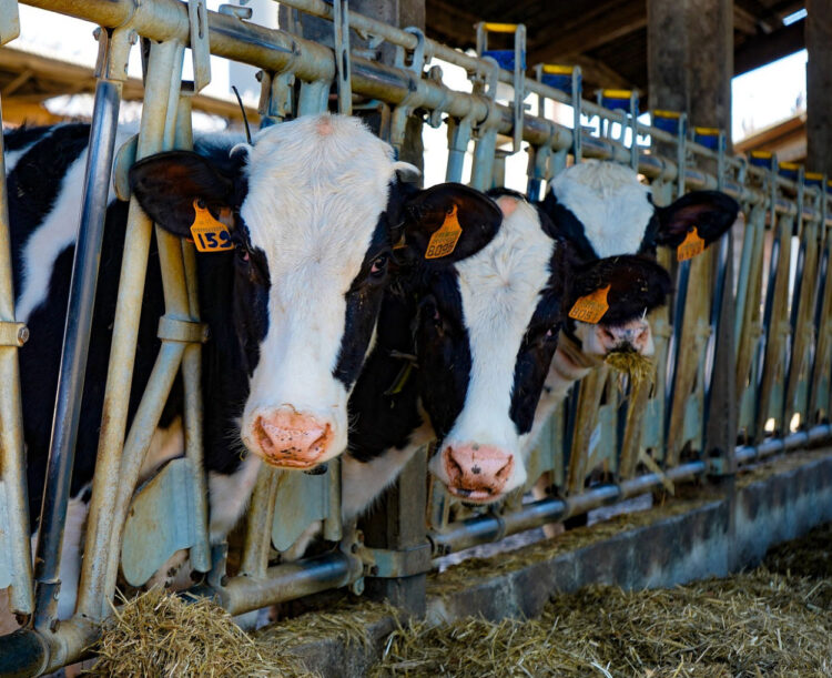 Regione Siciliana: PIF per zootecnia e agroalimentare per risollevare i comparti