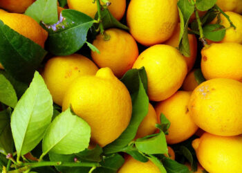 Casse di agrumi freschi dalla Sicilia bloccate al porto di Malta