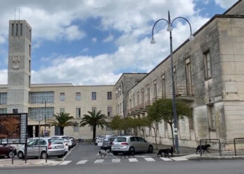 Randagismo Ragusa: cane azzannato da un randagio