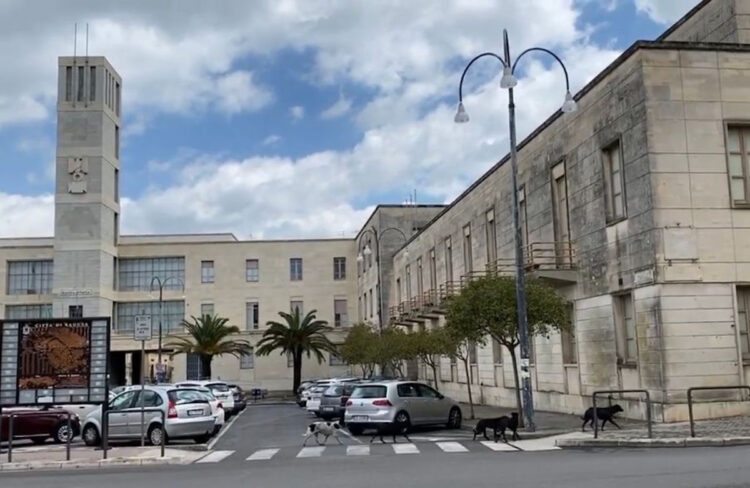 Randagismo Ragusa: cane azzannato da un randagio