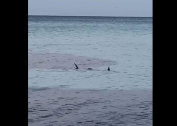 Due squali a pochi metri dalla riva nel mare di Mondello