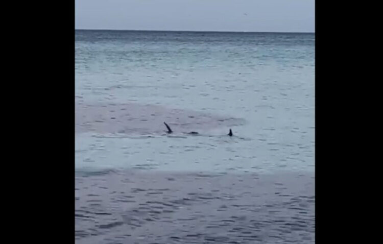 Due squali a pochi metri dalla riva nel mare di Mondello